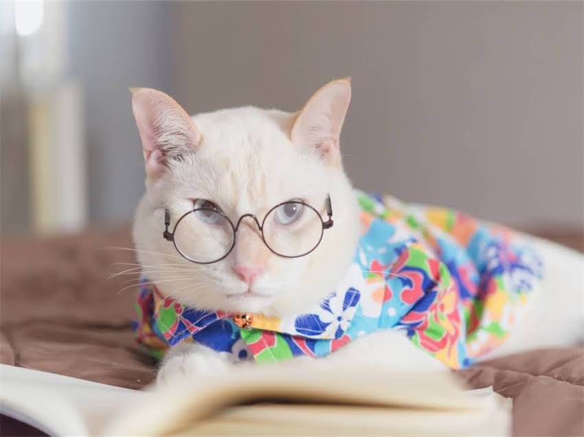 图片 阿拉斯加断奶全流程指南：几周科学断奶法及注意事项（附喂养表）2.jpg