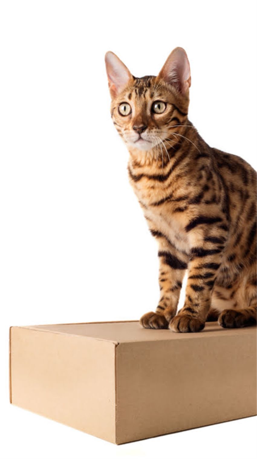 图片 阿拉斯加旅游后脚趾缝发炎怎么办？症状、原因及家庭护理全指南1.jpg