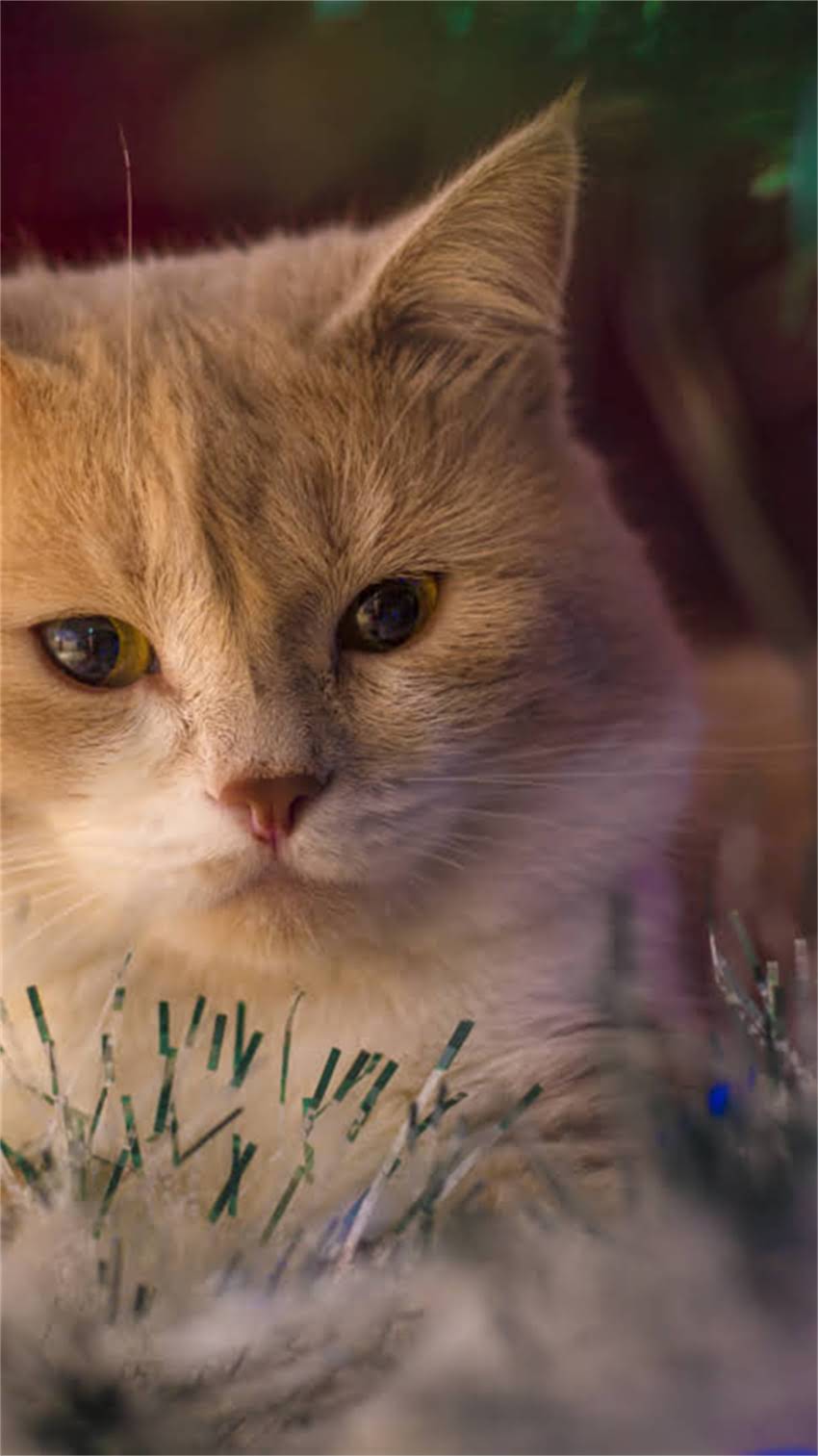 图片 阿拉斯加旅游必看！牵引绳使用全攻略+装备清单（附实测体验）.jpg