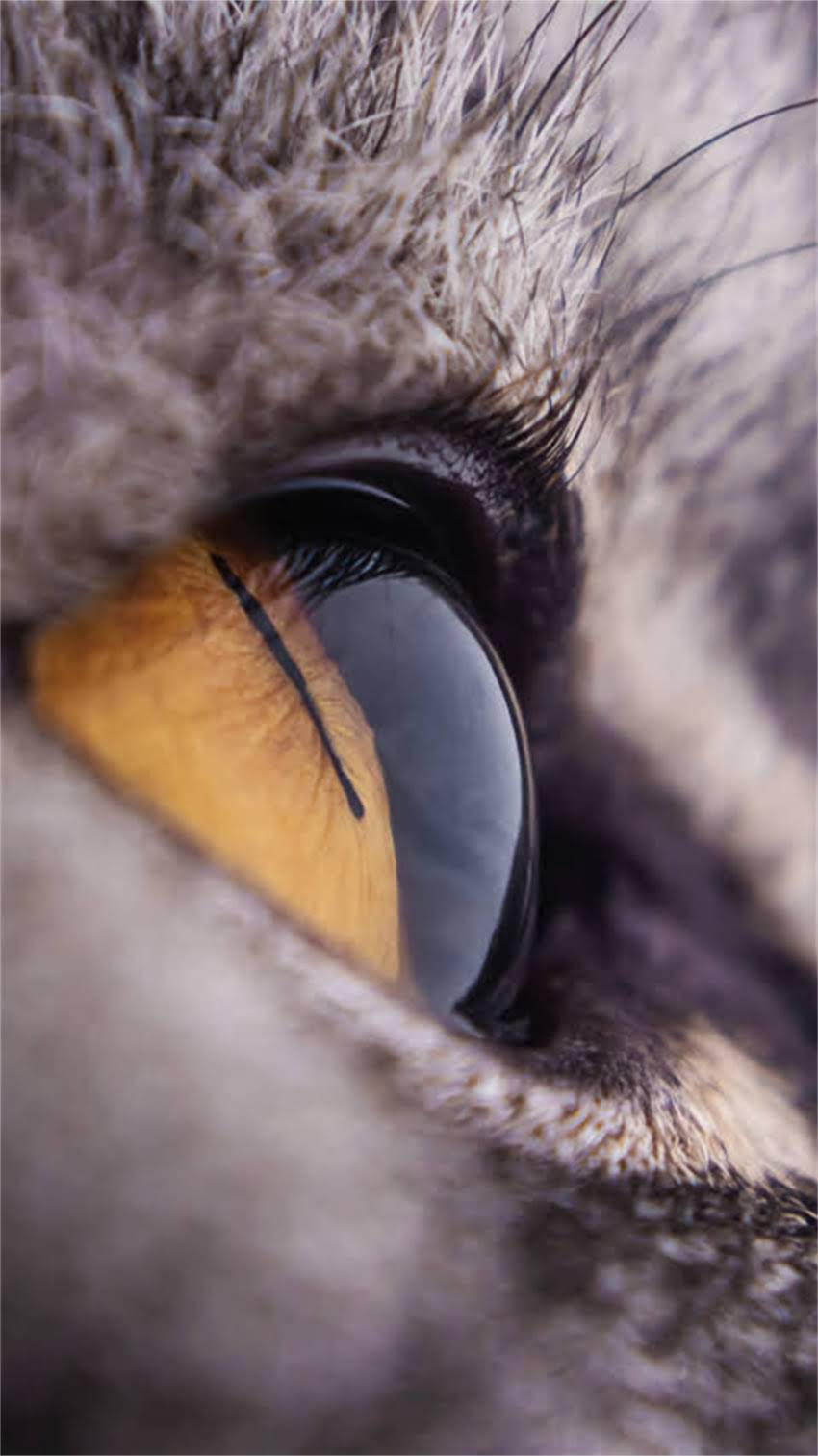 图片 阿拉斯加旅游必看！牵引绳使用全攻略+装备清单（附实测体验）2.jpg