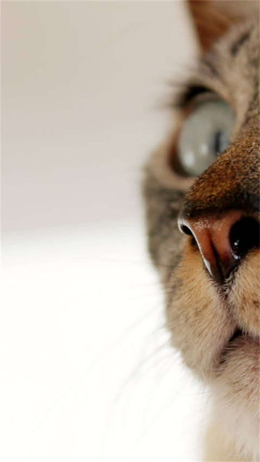 图片 阿拉斯加旅行必看：米饭的正确吃法与肠胃适应指南2.jpg