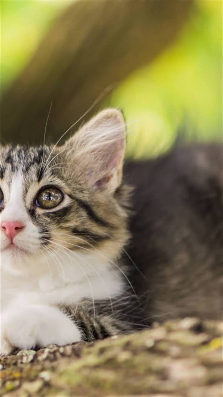 图片 阿拉斯加春天脱毛全攻略：气候、项目选择与注意事项1.jpg