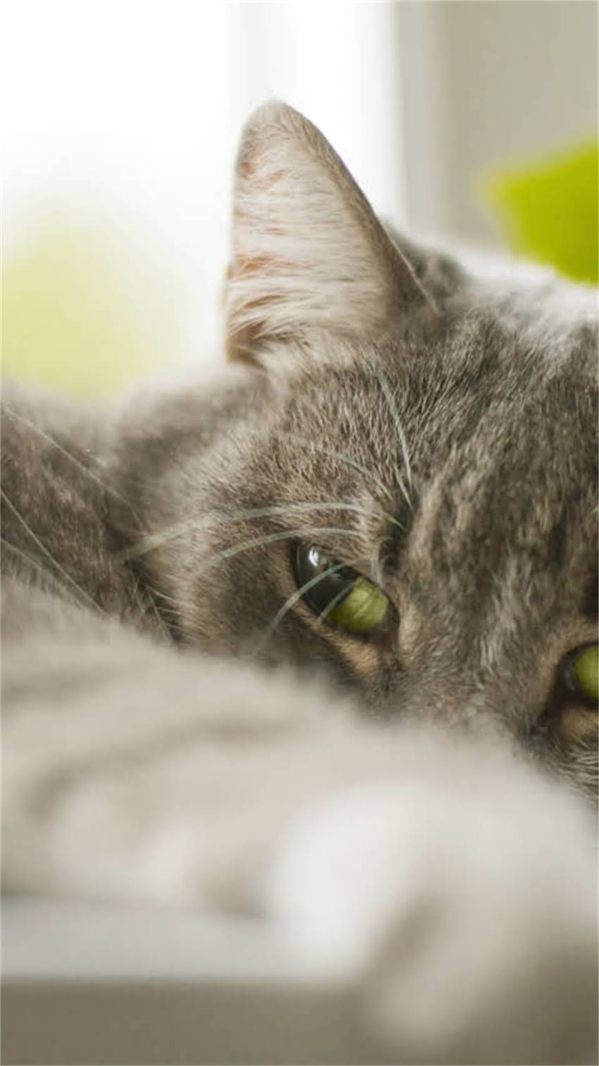 图片 阿拉斯加桃脸短毛犬全：品种特征与饲养指南（附高清图片）2.jpg