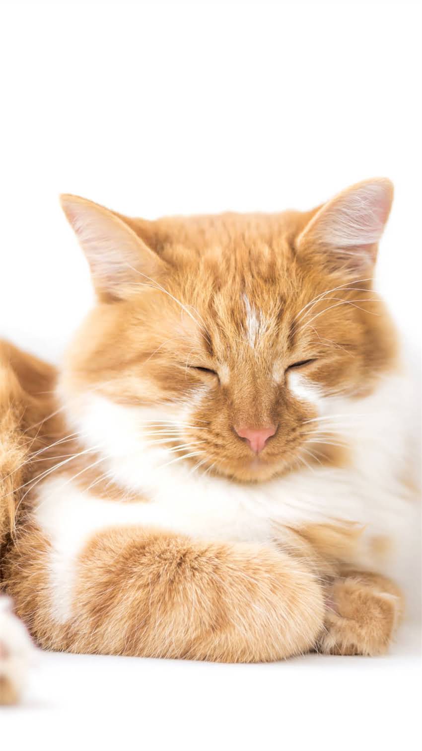 图片 阿拉斯加梳子选购指南：5大核心指标+避坑技巧，附品牌推荐2.jpg