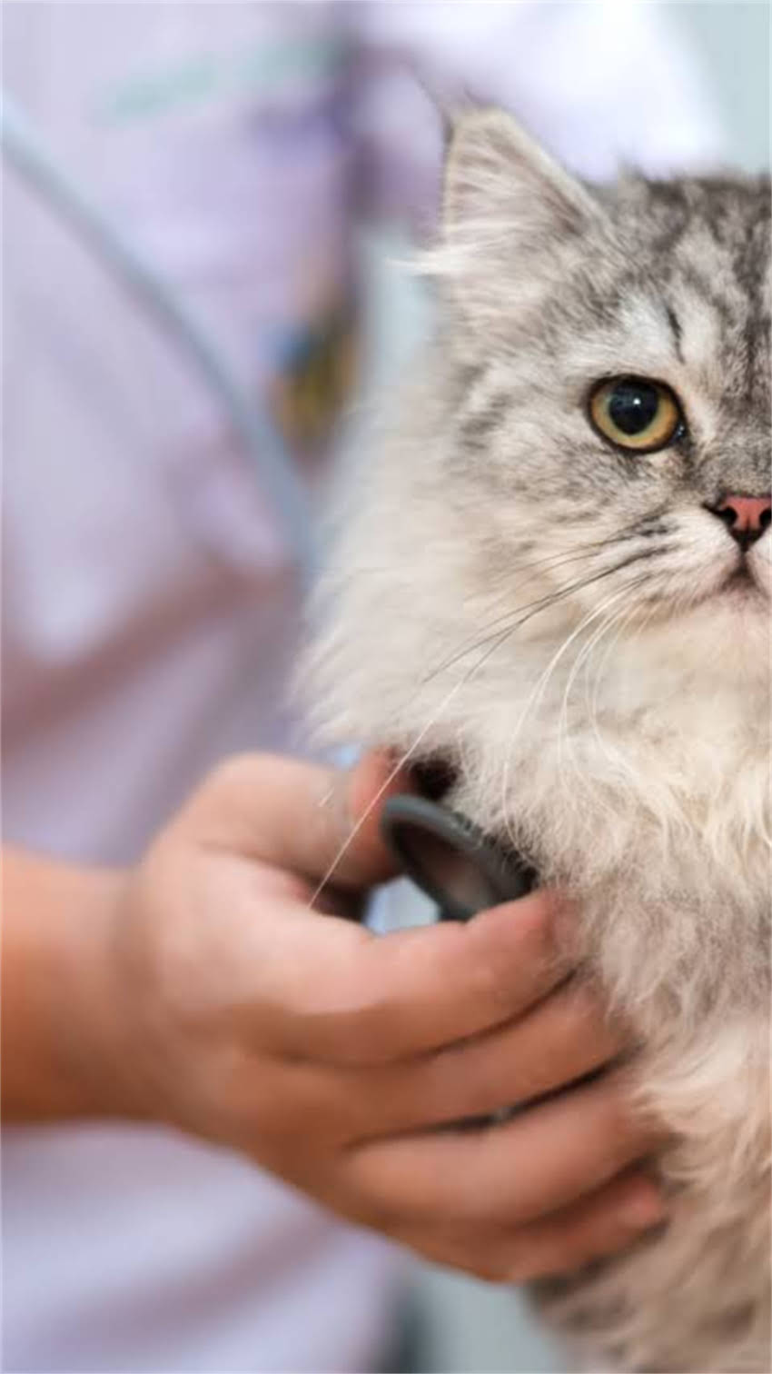 图片 阿拉斯加流鼻涕怎么办？冬季高发症状的7大应对策略及预防指南1.jpg