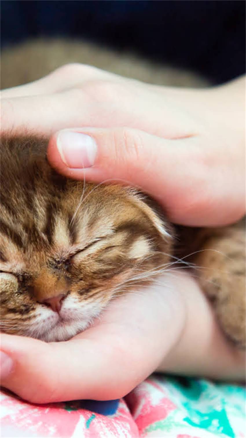 图片 阿拉斯加混血犬种培育指南：优缺点、配种方法及注意事项2.jpg