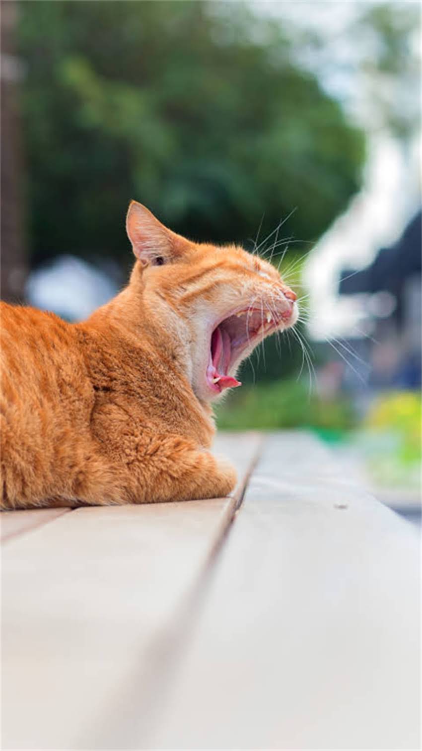 图片 阿拉斯加爱斯基摩文化深度：必去景点、传统与现代交织的冰与火之旅1.jpg