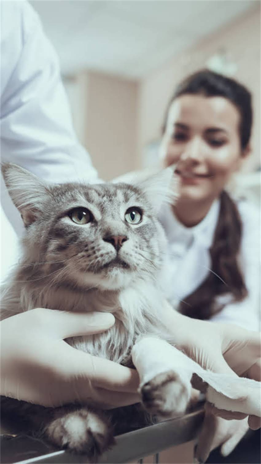 图片 阿拉斯加特色宝宝起名指南中英文结合+自然元素+文化融合！附200+灵感名字清单.jpg