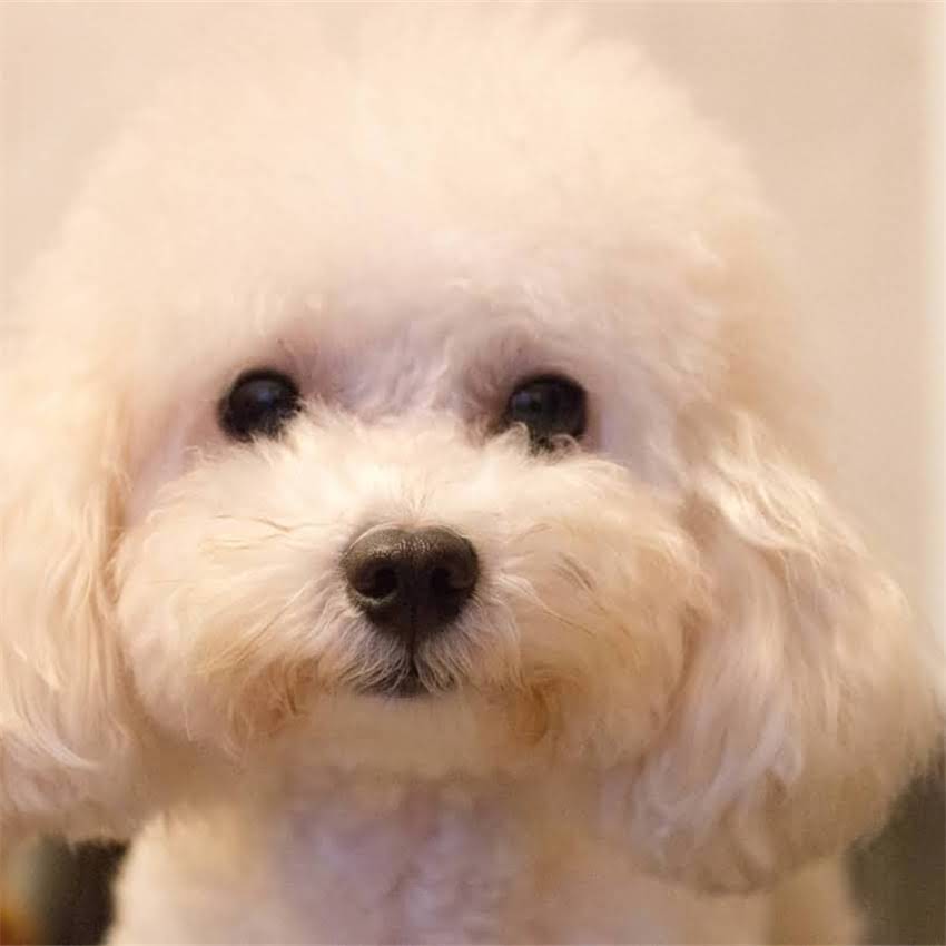 图片 阿拉斯加特色宝宝起名指南中英文结合+自然元素+文化融合！附200+灵感名字清单1.jpg