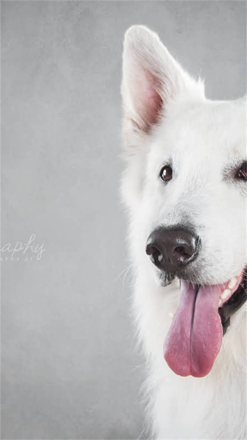 图片 阿拉斯加特色宝宝起名指南中英文结合+自然元素+文化融合！附200+灵感名字清单2.jpg