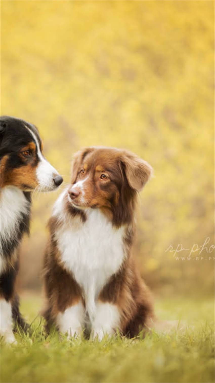 图片 阿拉斯加特色美食指南：如何通过地道菜肴提升食欲与营养摄入.jpg