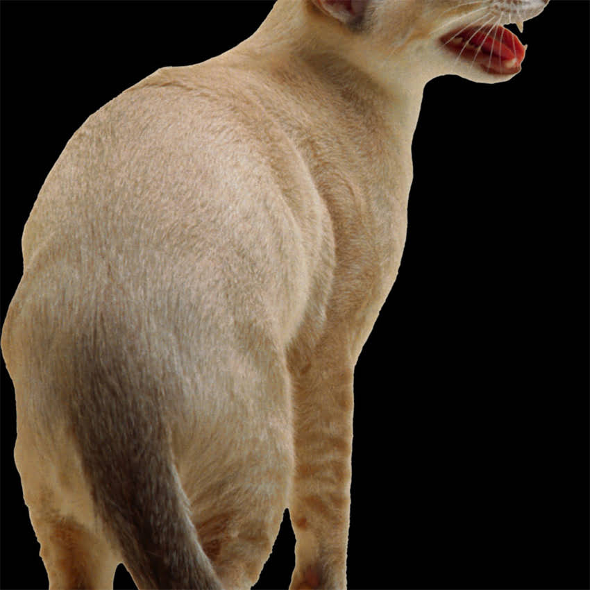 图片 阿拉斯加犬×金毛寻回犬：混血犬种全性格、饲养指南、健康问题及市场行情.jpg