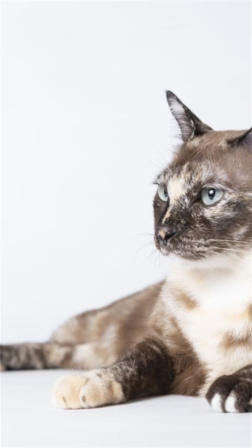 图片 阿拉斯加犬中暑全：5大诱因+3步急救+日常预防指南.jpg