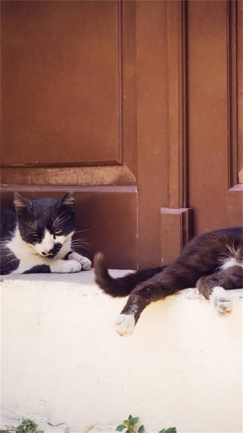 图片 阿拉斯加犬中暑全：5大诱因+3步急救+日常预防指南1.jpg