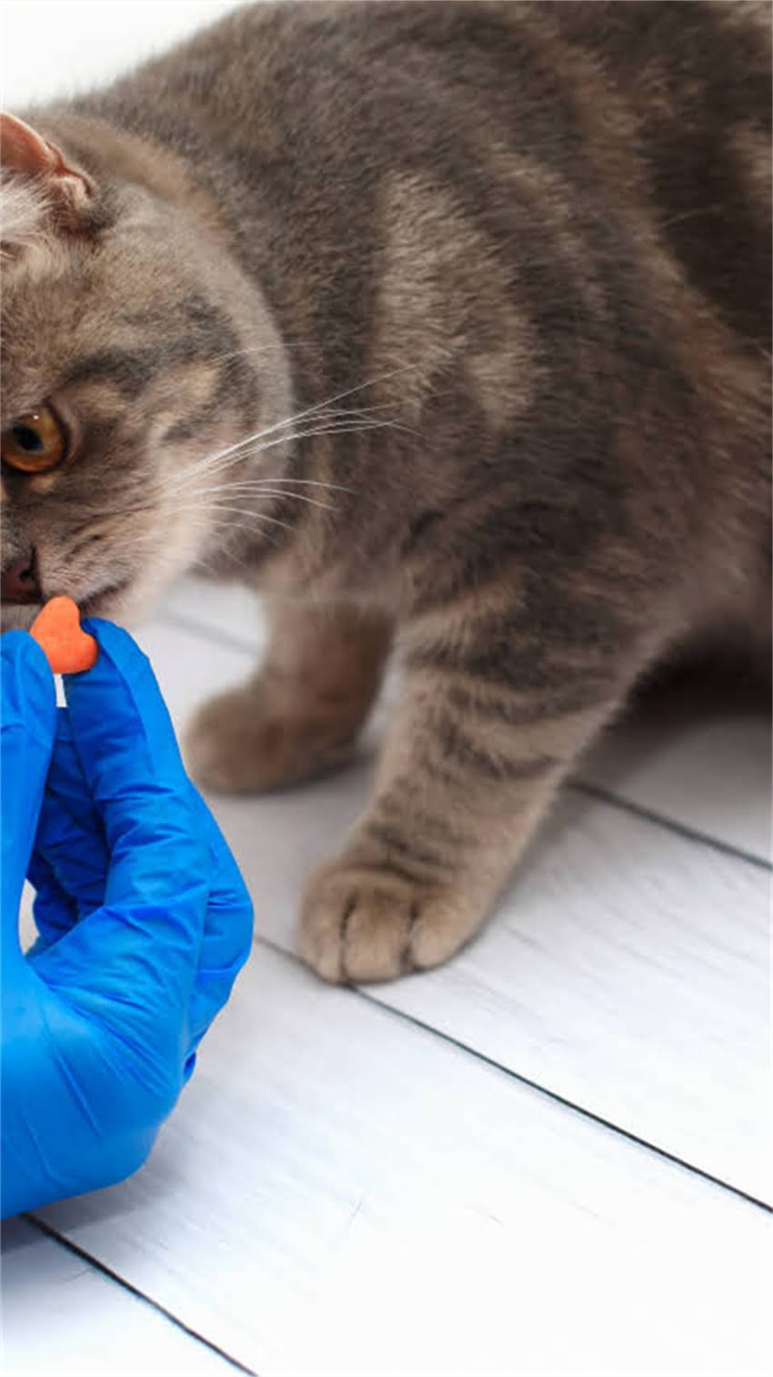 图片 阿拉斯加犬中暑全：5大诱因+3步急救+日常预防指南2.jpg