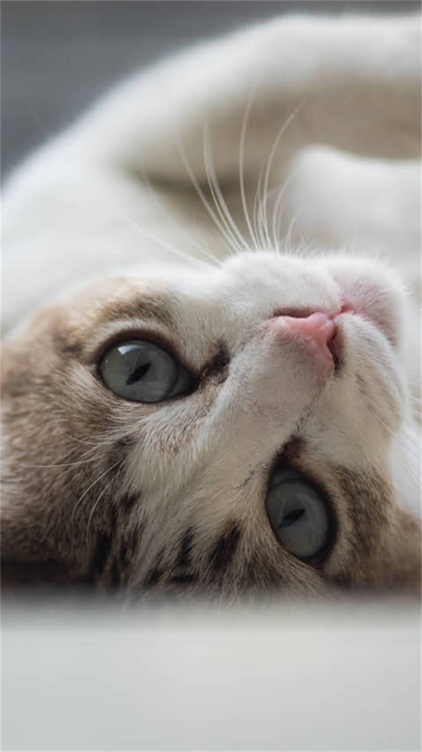 图片 阿拉斯加犬为何总爱睡觉？科学养护指南与睡眠周期全犬类健康科普2.jpg