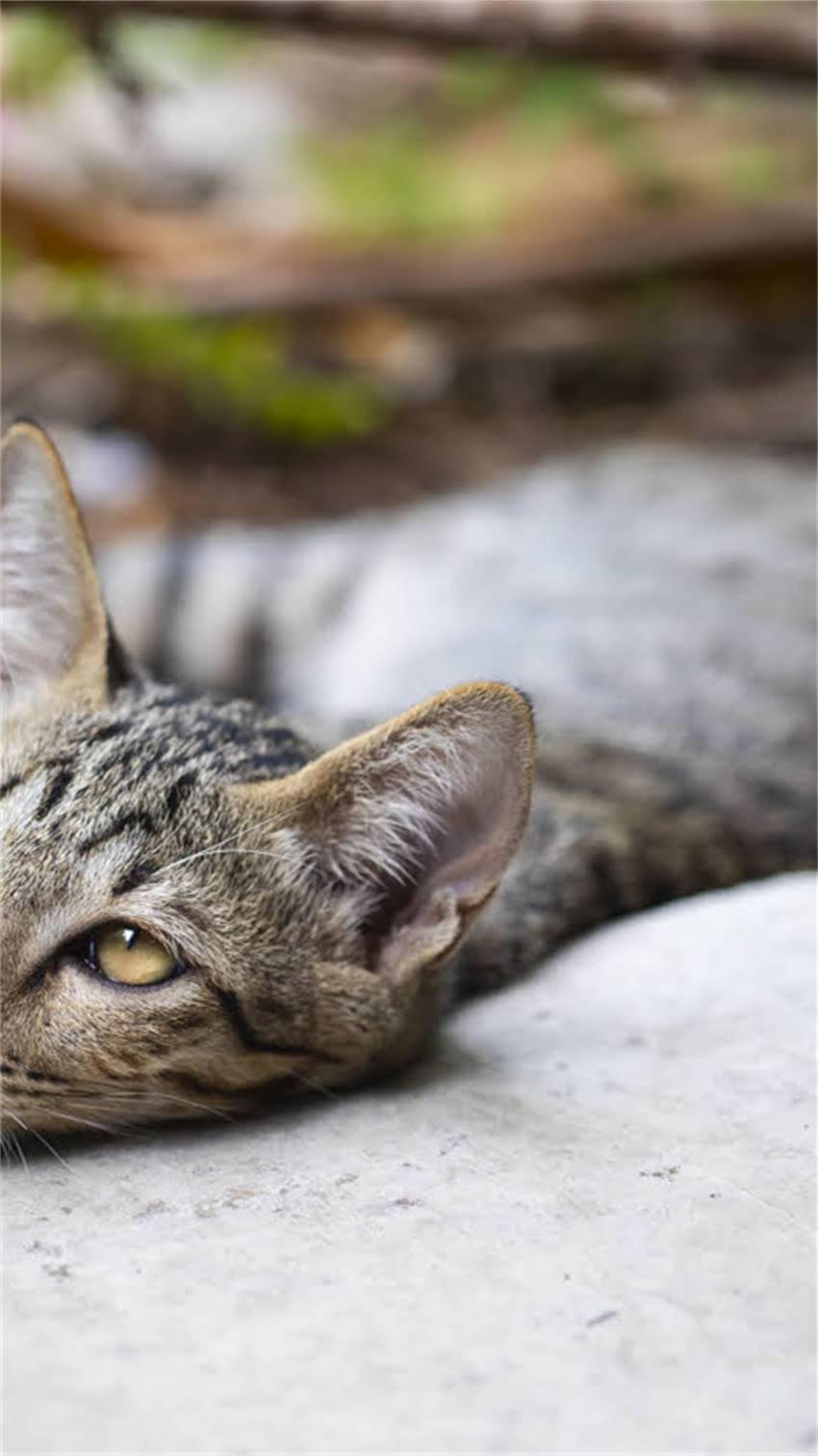 图片 阿拉斯加犬体内寄生虫症状识别与科学应对全攻略2.jpg