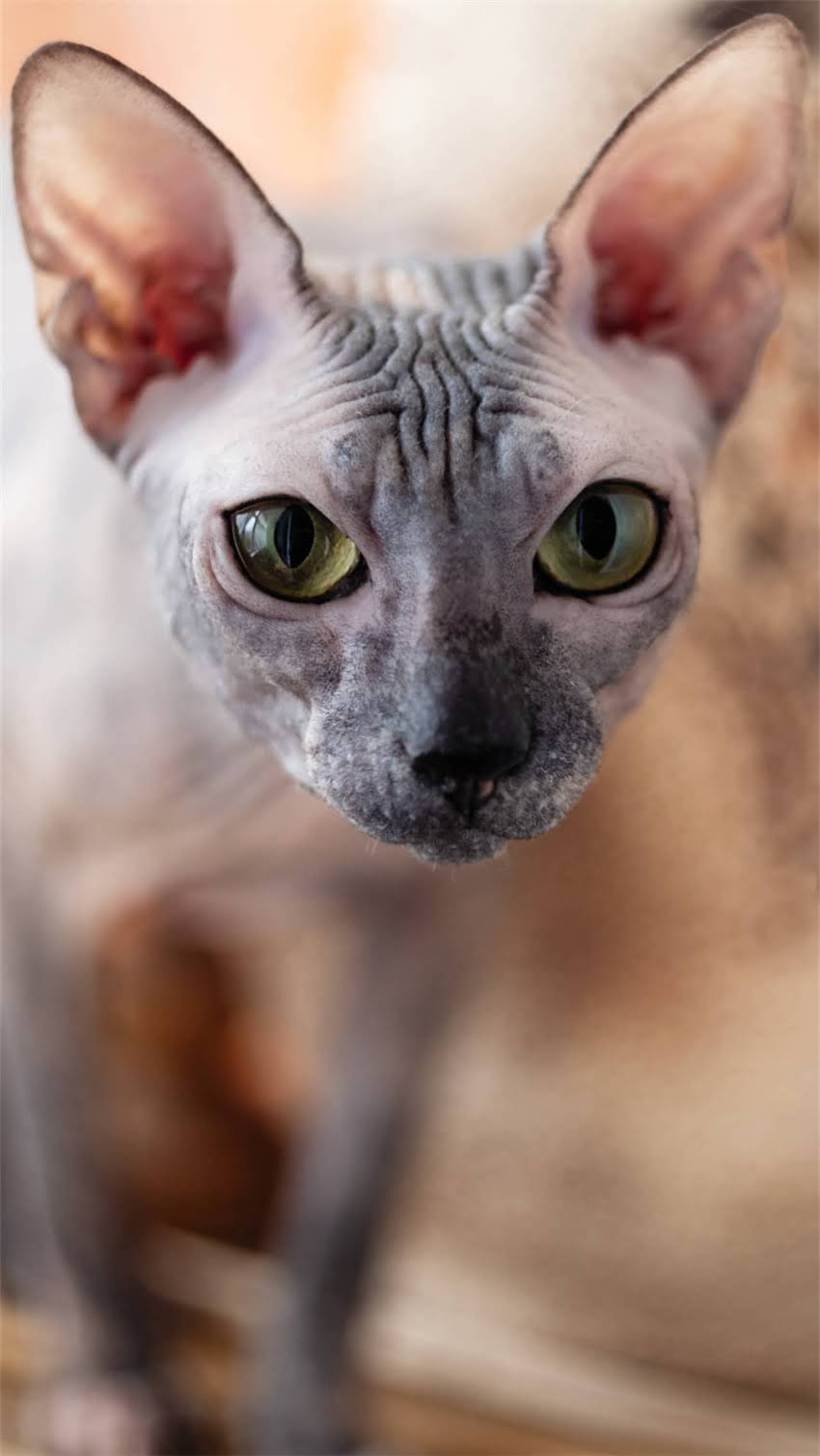 图片 阿拉斯加犬体臭严重怎么办？7天专业清洁指南+日常护理全1.jpg