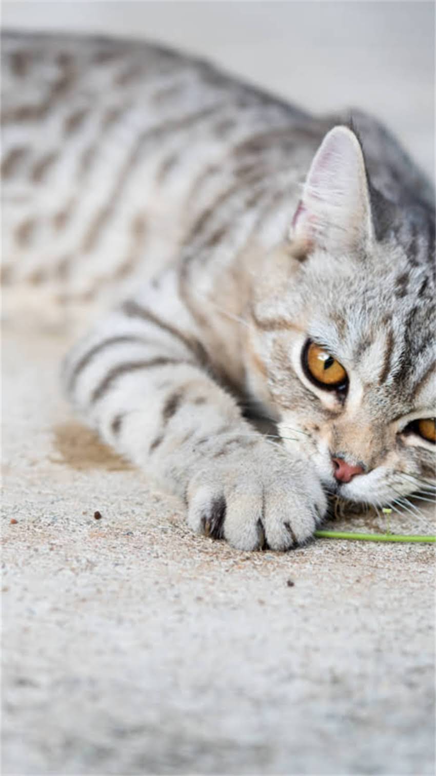 图片 阿拉斯加犬体臭严重怎么办？7天专业清洁指南+日常护理全2.jpg