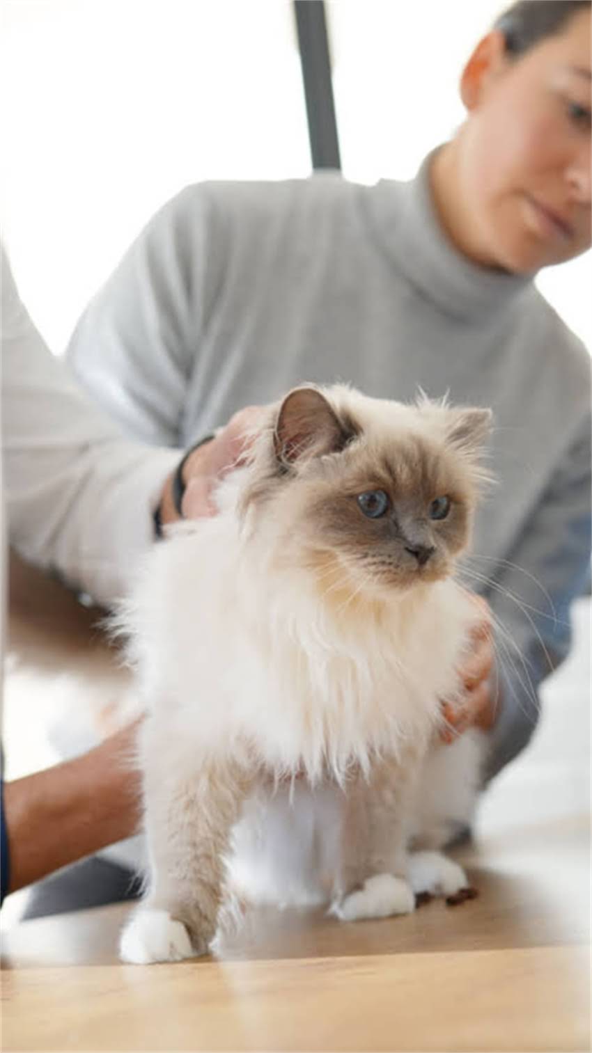 图片 阿拉斯加犬便便异常？最新正常便便特征与疾病预警信号.jpg