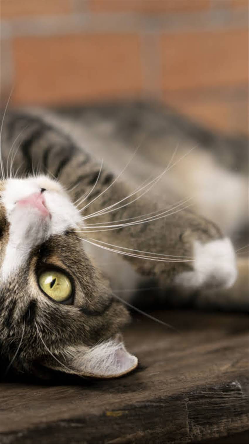 图片 阿拉斯加犬冬季掉毛严重吗？换毛期护理全攻略与科学应对指南.jpg