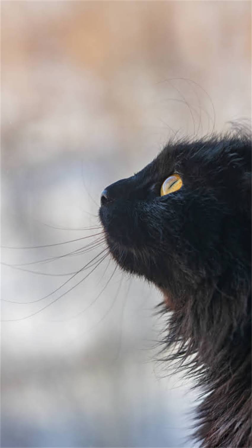 图片 阿拉斯加犬冬季掉毛严重吗？换毛期护理全攻略与科学应对指南2.jpg