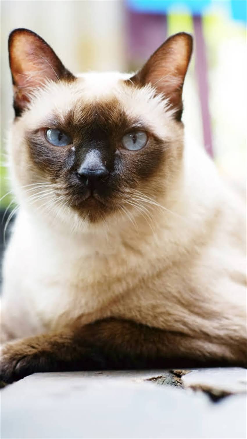 图片 阿拉斯加犬吠叫怎么办？5大科学训练法助您告别噪音困扰.jpg