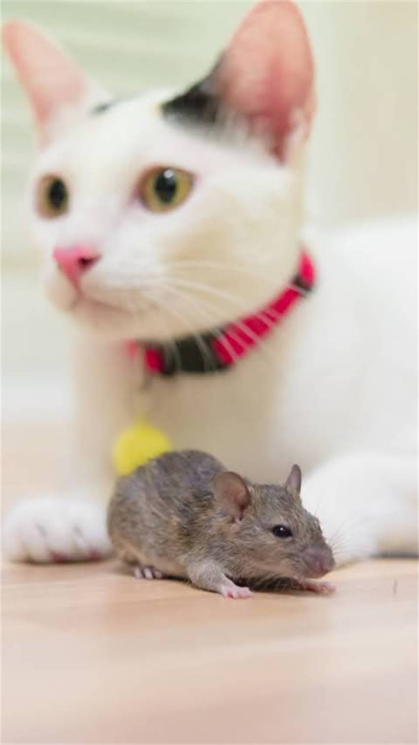 图片 阿拉斯加犬呕吐白色泡沫怎么办？5大原因与专业应对指南.jpg