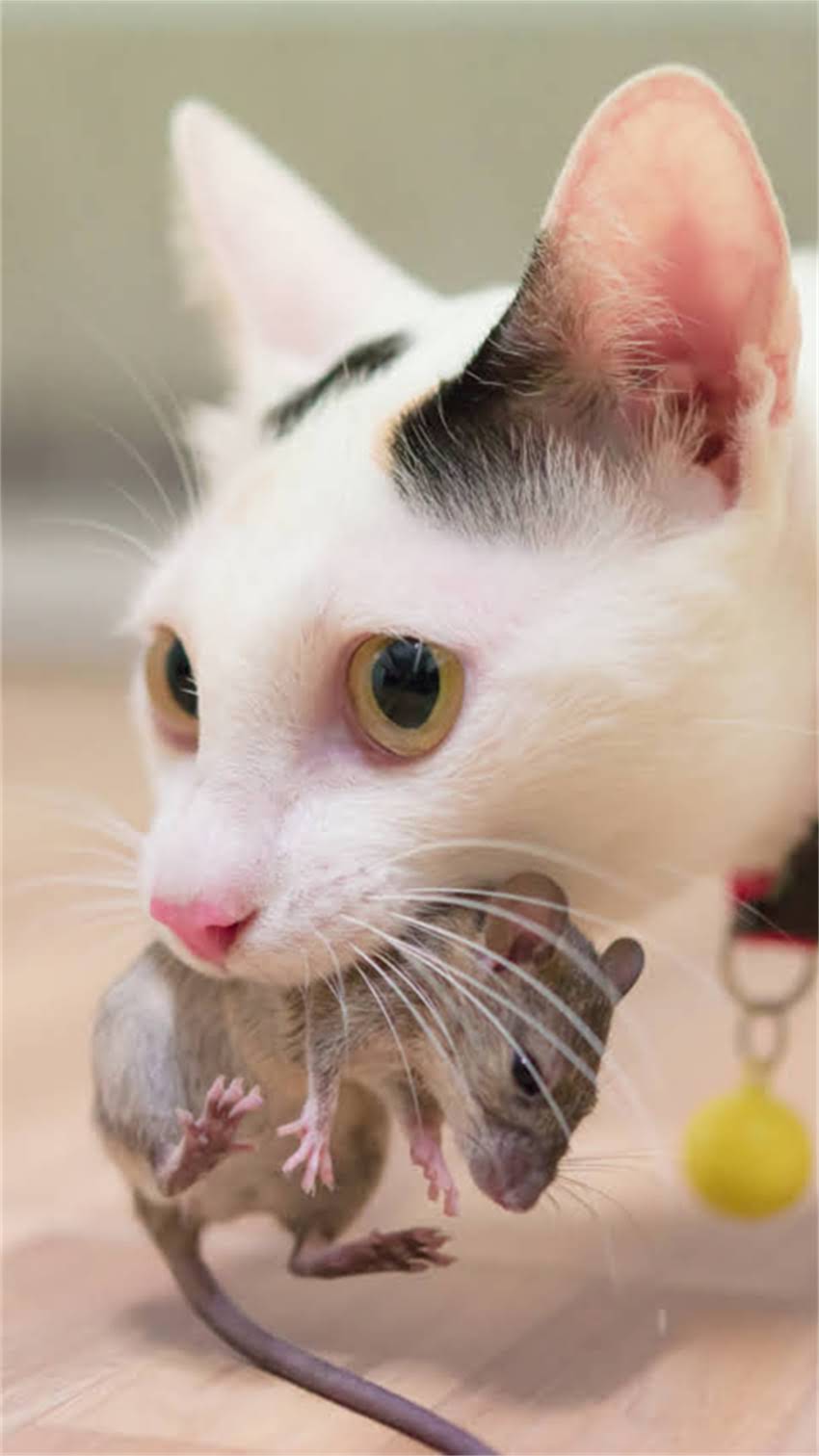 图片 阿拉斯加犬呕吐白色泡沫怎么办？5大原因与专业应对指南1.jpg