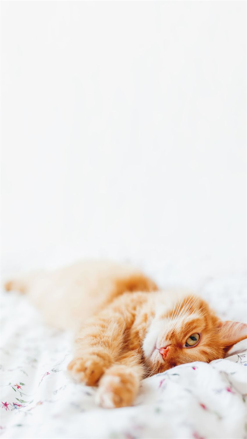 图片 阿拉斯加犬呕吐白色泡沫怎么办？5大原因与专业应对指南2.jpg