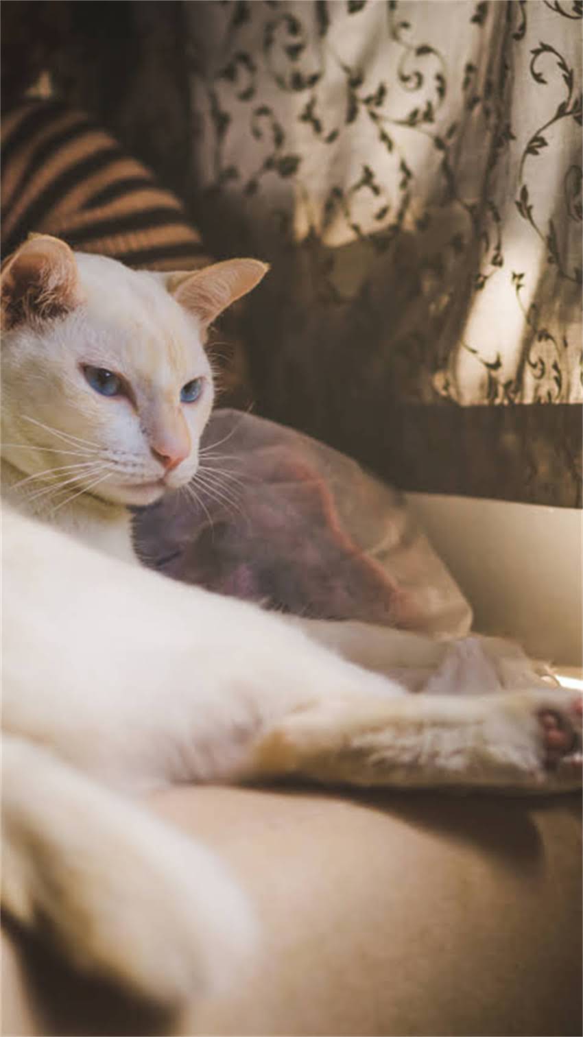 图片 阿拉斯加犬咬死主人事件深度：大型犬饲养十大安全警示与法律追责指南1.jpg