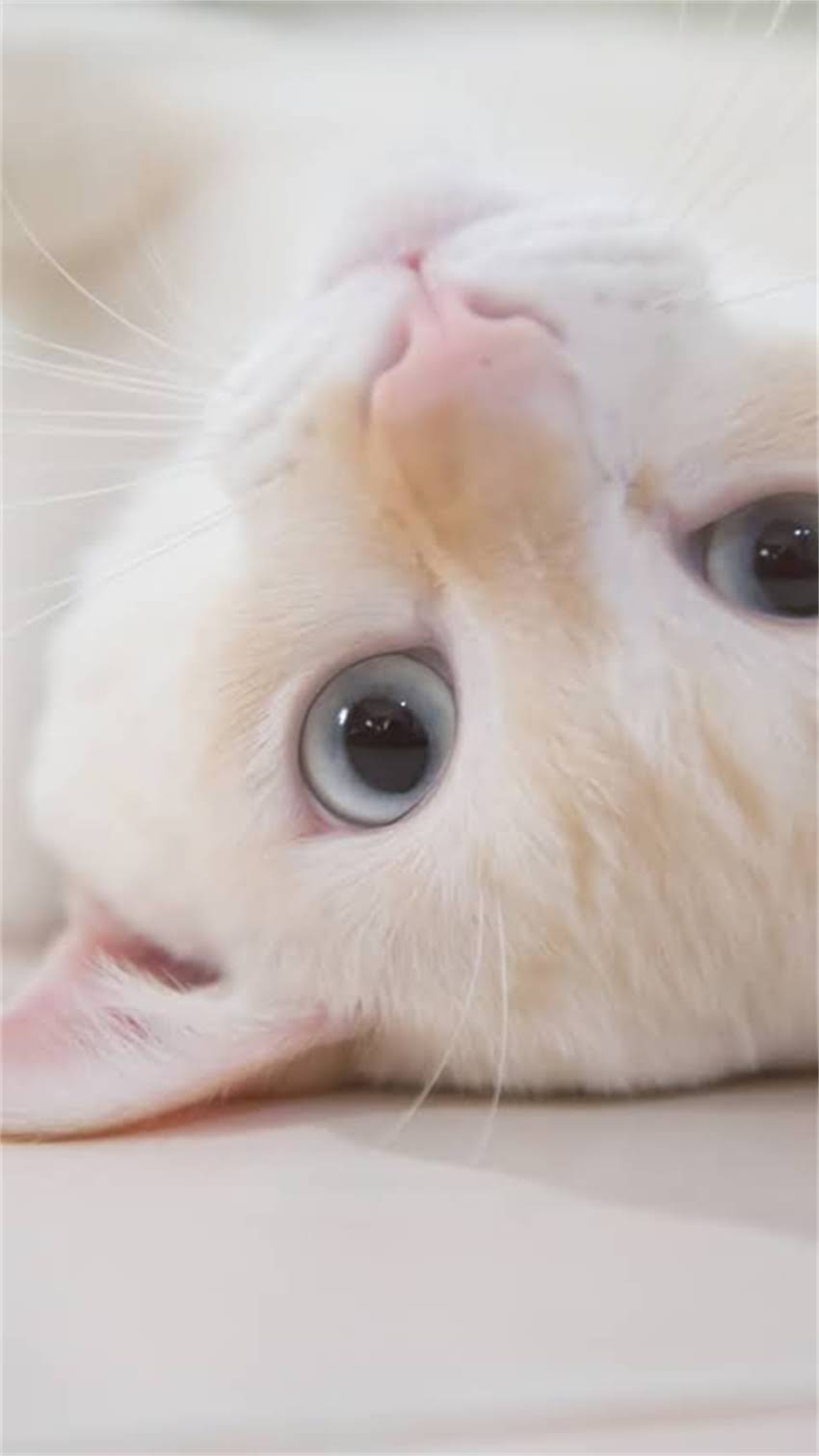 图片 阿拉斯加犬咬死主人事件深度：大型犬饲养十大安全警示与法律追责指南2.jpg