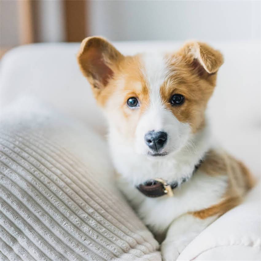 图片 阿拉斯加犬夏季养护全攻略：防暑降温、健康饮食与运动管理指南2.jpg