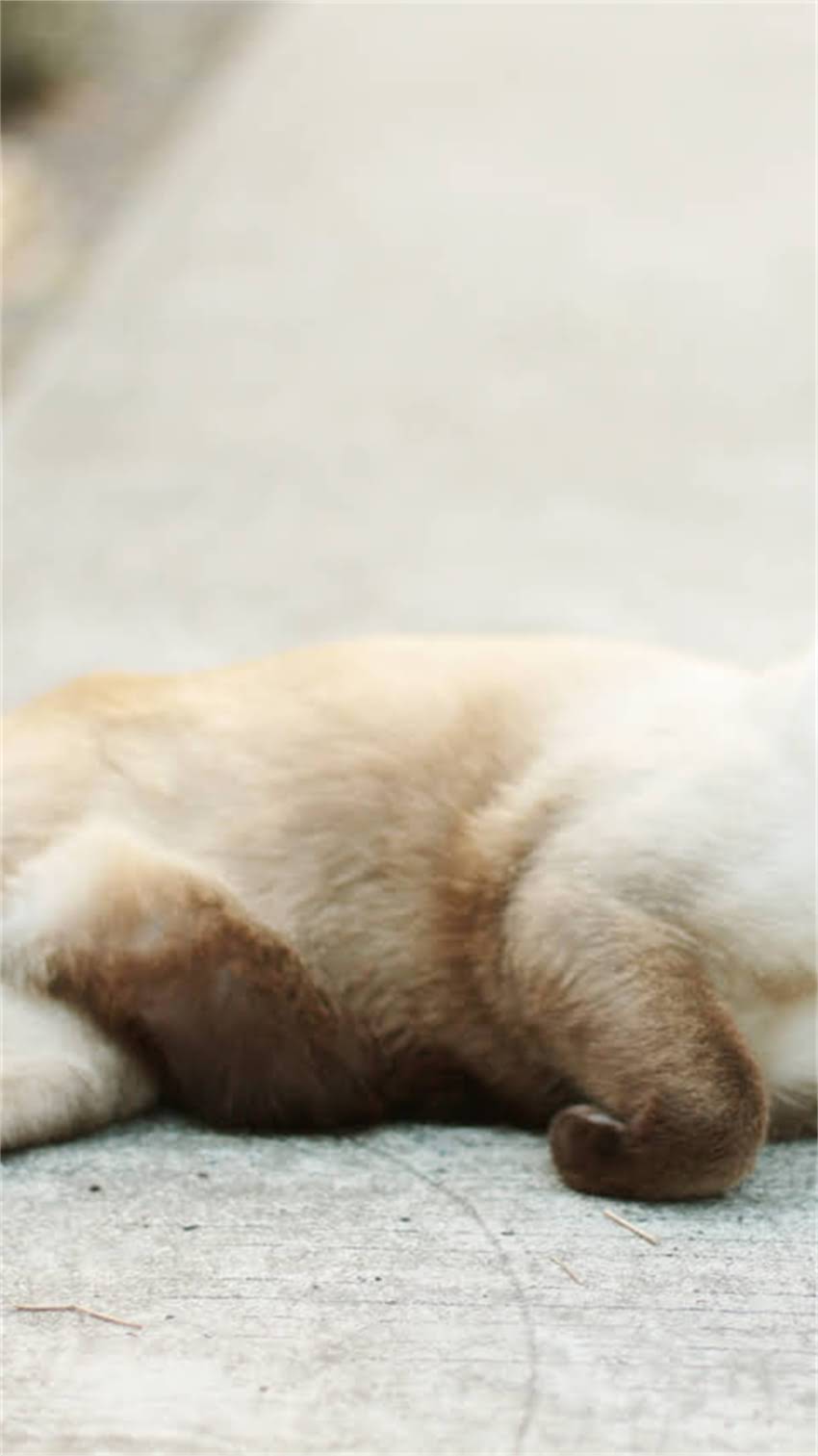 图片 阿拉斯加犬多少钱能买？大型犬选购全攻略+饲养避坑指南.jpg