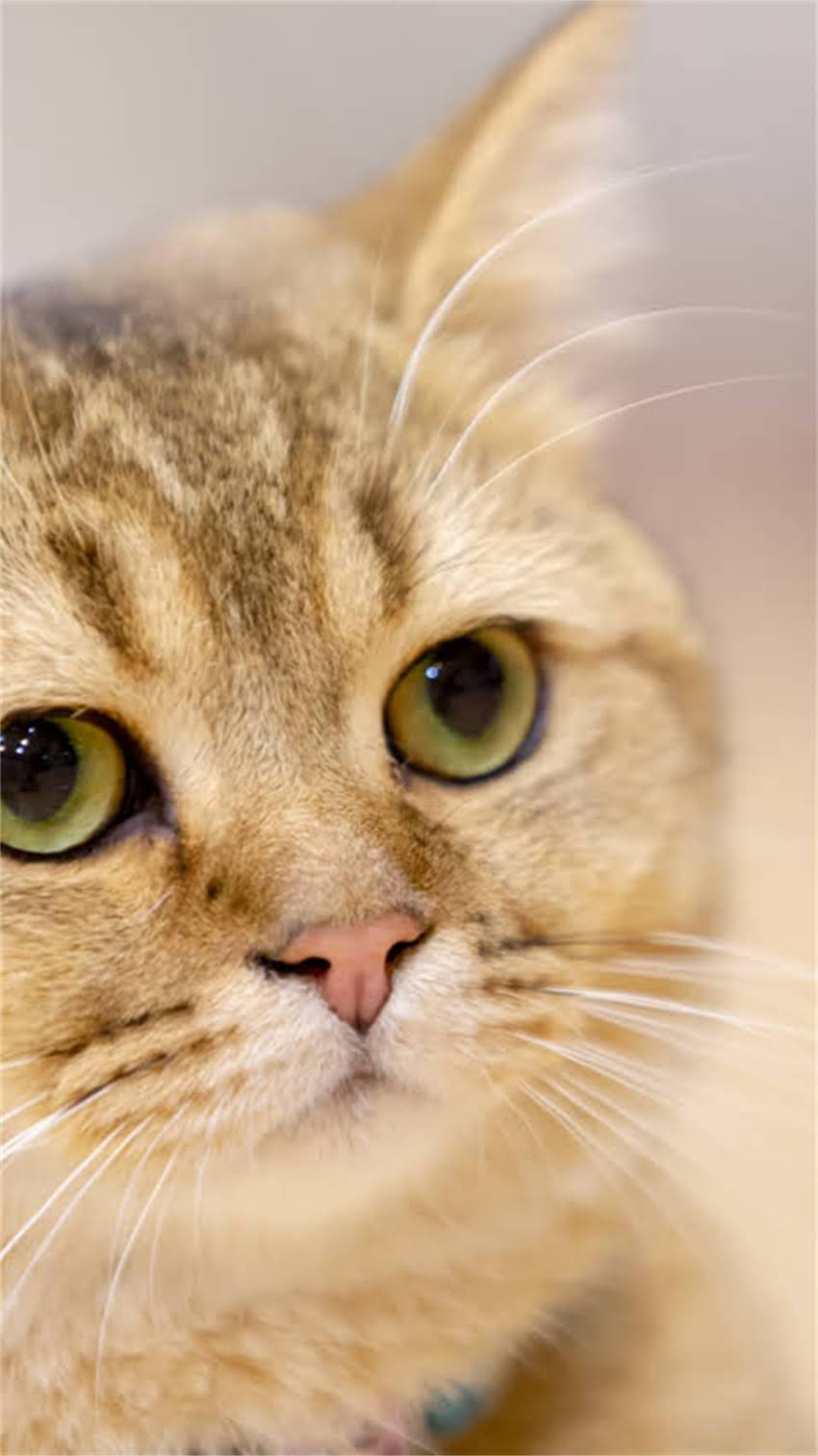 图片 阿拉斯加犬大骨架全：科学饲养与健康养护指南1.jpg