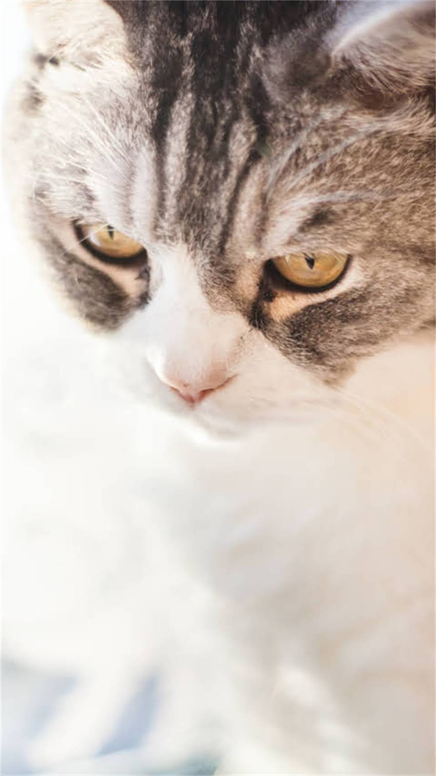 图片 阿拉斯加犬大骨架全：科学饲养与健康养护指南2.jpg