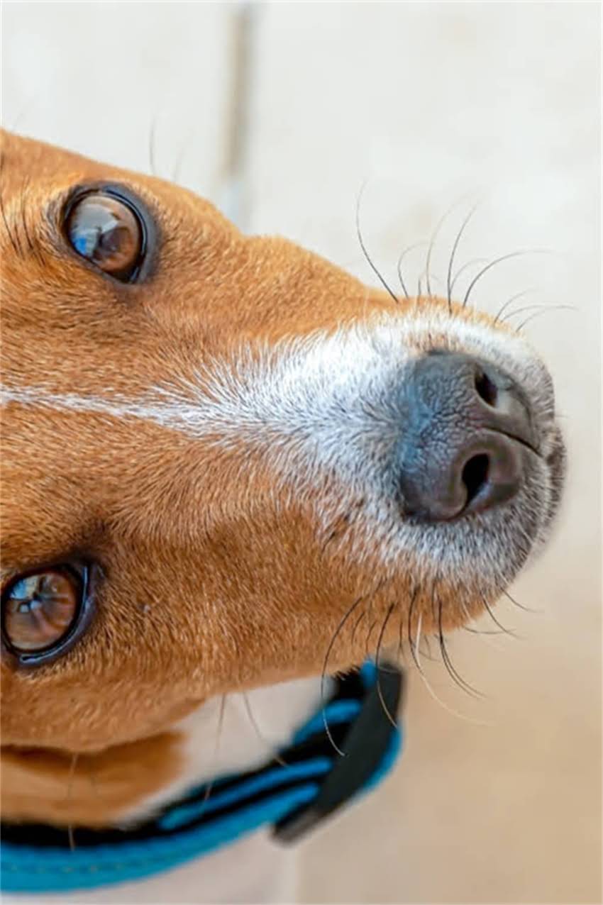 图片 阿拉斯加犬如何成为冠军犬？资深训犬师冠军犬培育全流程（附训练视频）.jpg