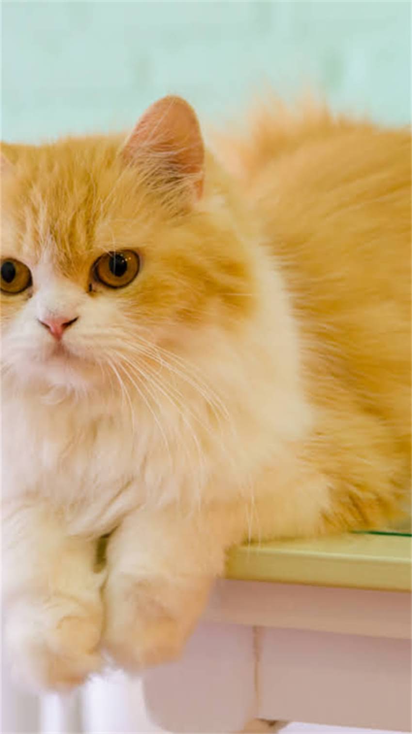 图片 阿拉斯加犬如何成为冠军犬？资深训犬师冠军犬培育全流程（附训练视频）1.jpg