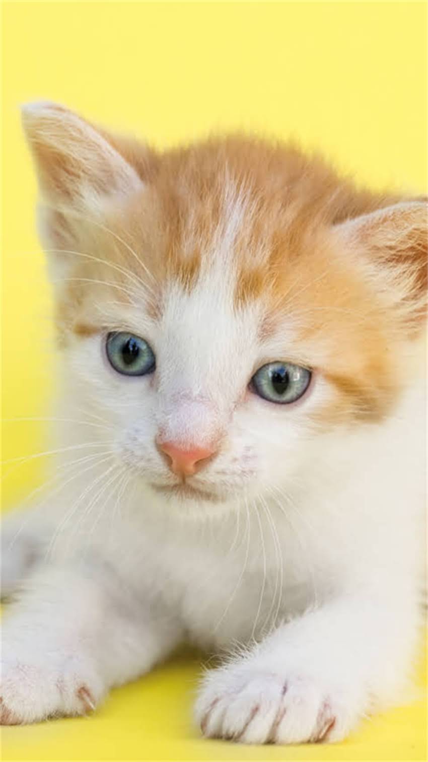 图片 阿拉斯加犬如何成为冠军犬？资深训犬师冠军犬培育全流程（附训练视频）2.jpg