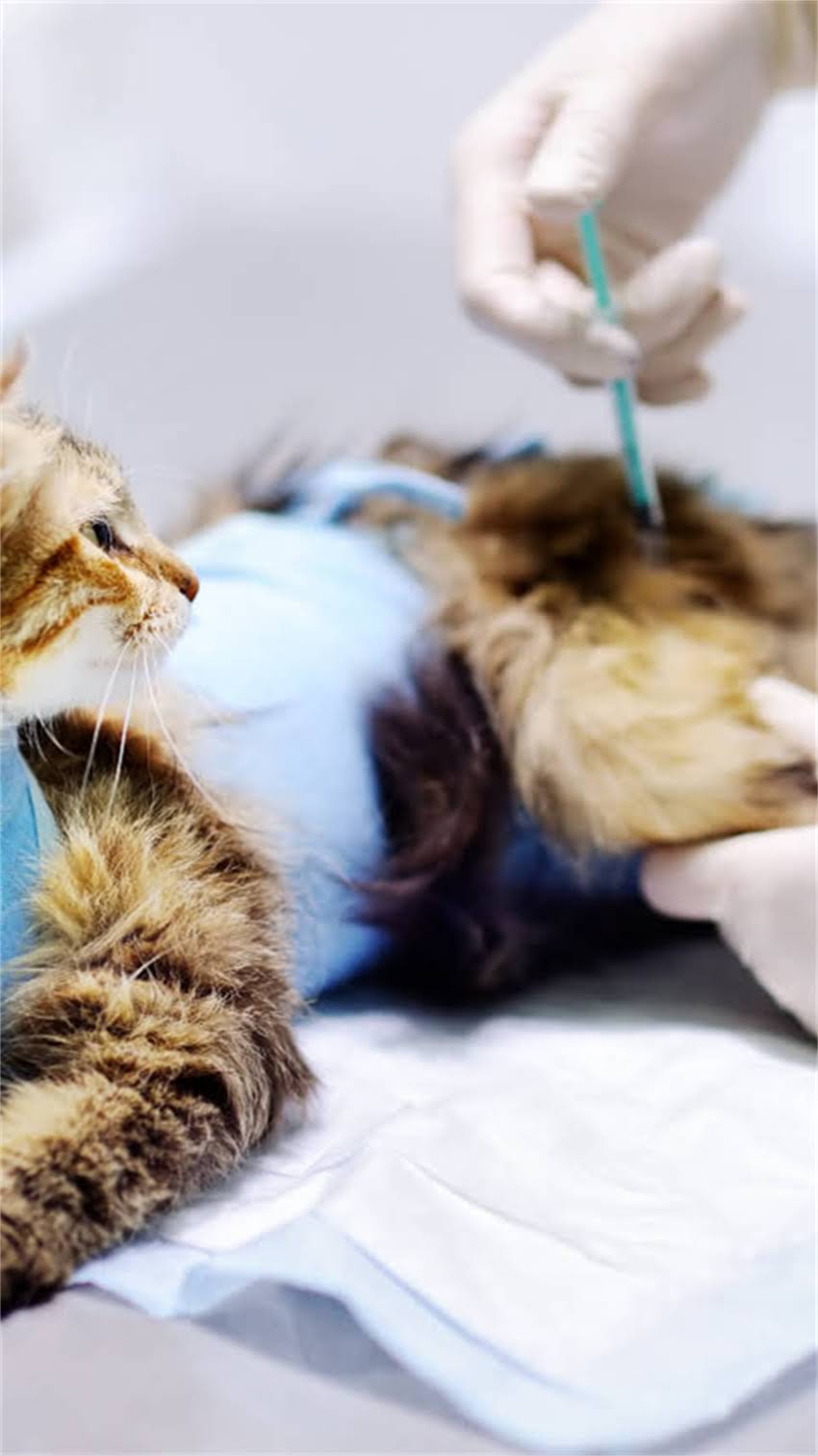 图片 阿拉斯加犬家庭异味重？5大专业除臭技巧+养护指南，帮你打造清新家居环境.jpg