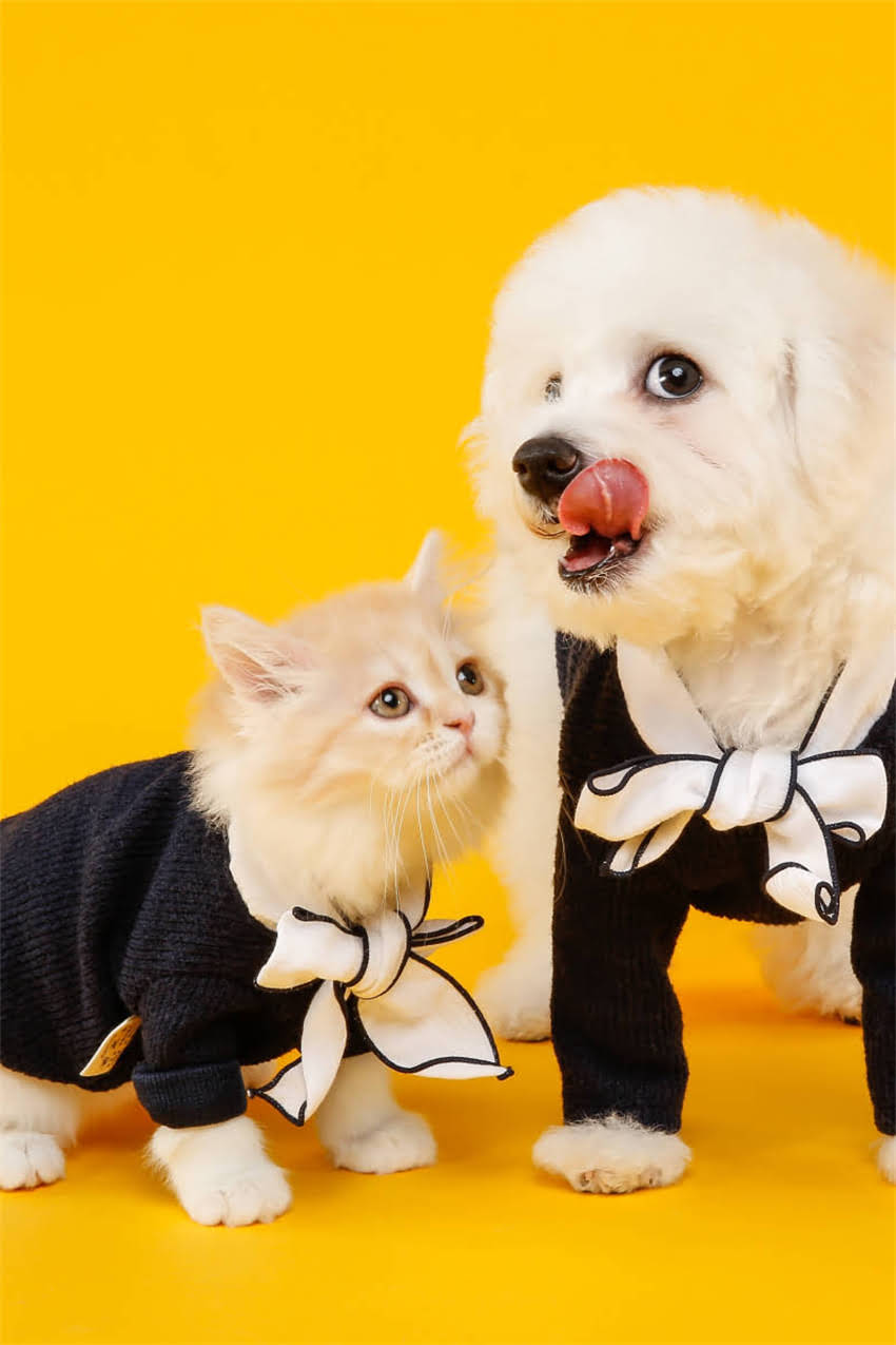 图片 阿拉斯加犬巨型多少钱？最新价格及饲养成本全（中国国内）2.jpg