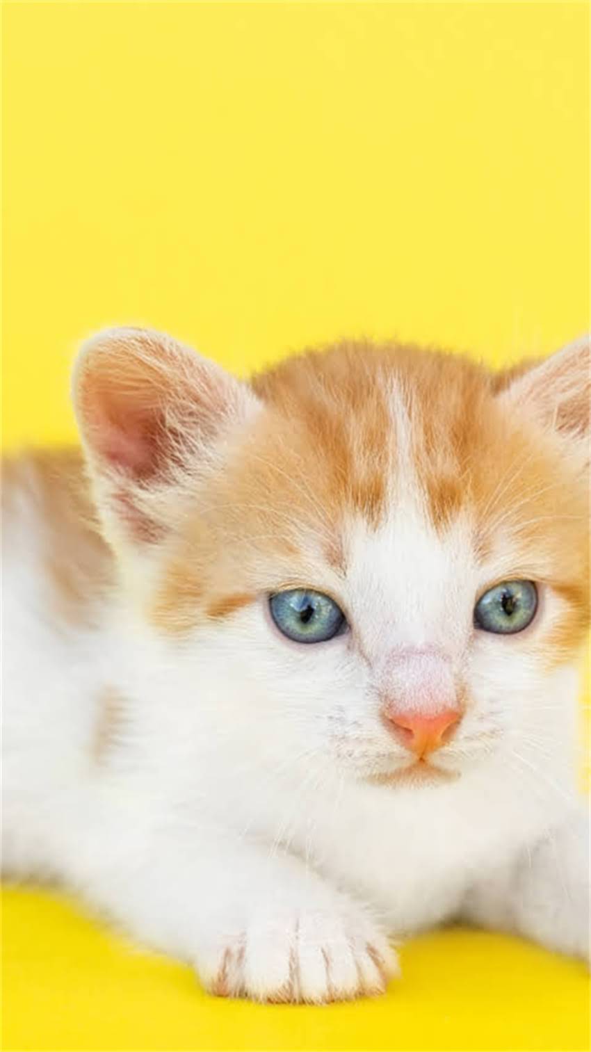 图片 阿拉斯加犬幼崽多少钱？最新价格参考及选购指南（附地区差异）.jpg