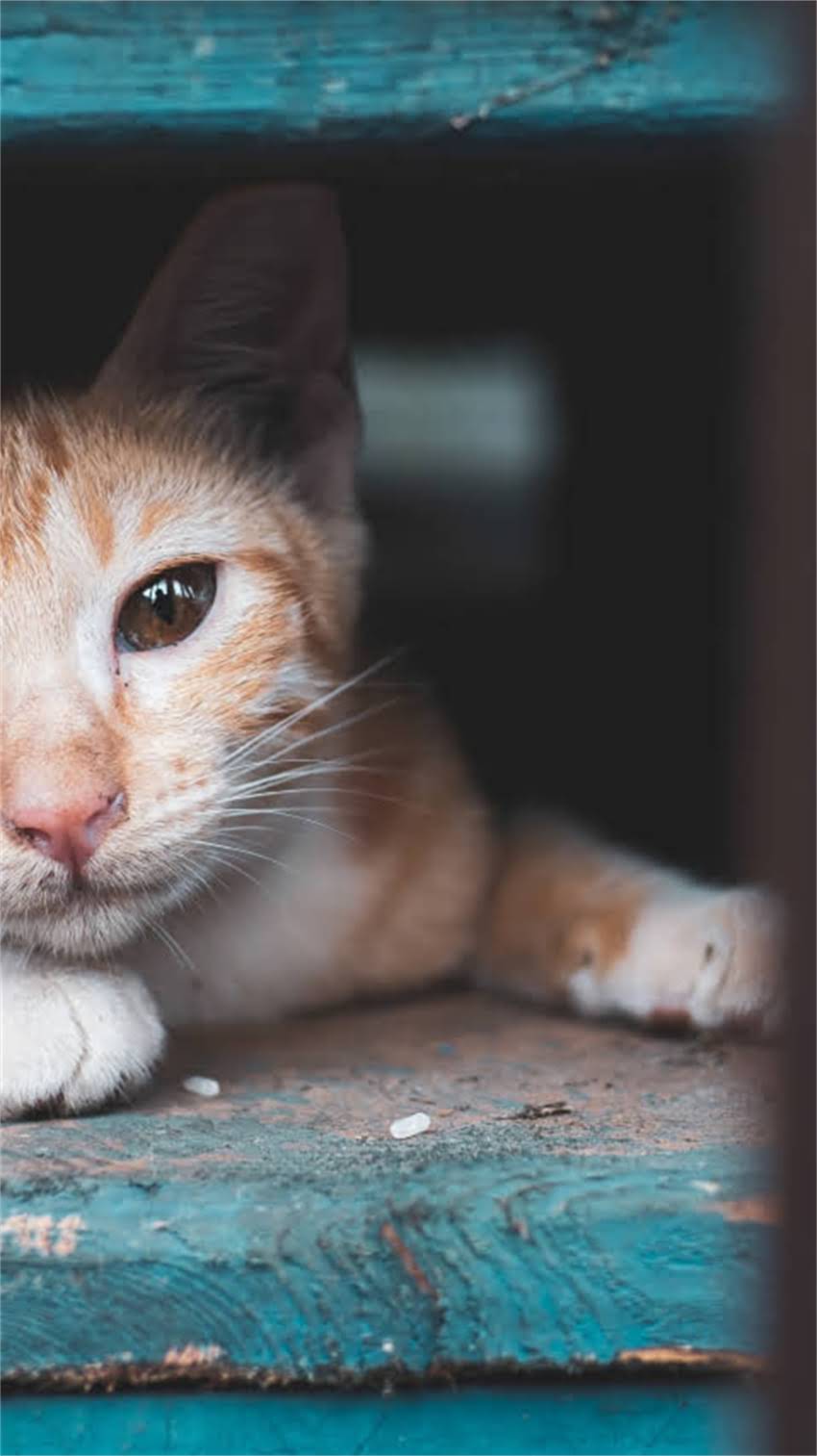 图片 阿拉斯加犬怎么养？全攻略来了！附品种特点、饲养指南和养护误区.jpg