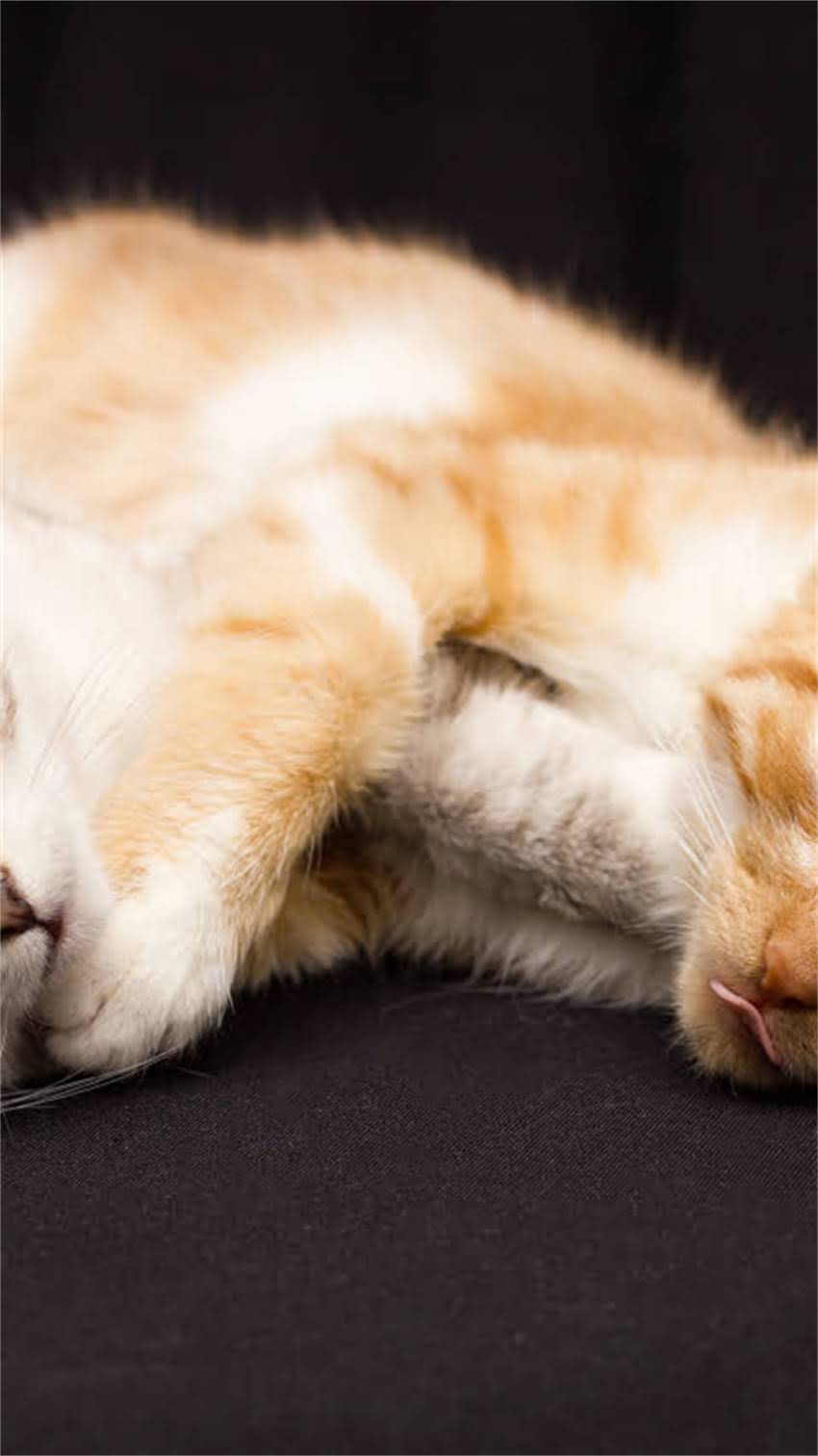 图片 阿拉斯加犬怎么养？全攻略来了！附品种特点、饲养指南和养护误区1.jpg