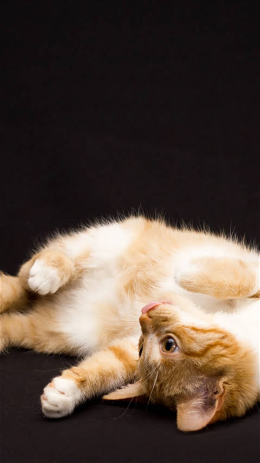 图片 阿拉斯加犬怎么养？全攻略来了！附品种特点、饲养指南和养护误区2.jpg