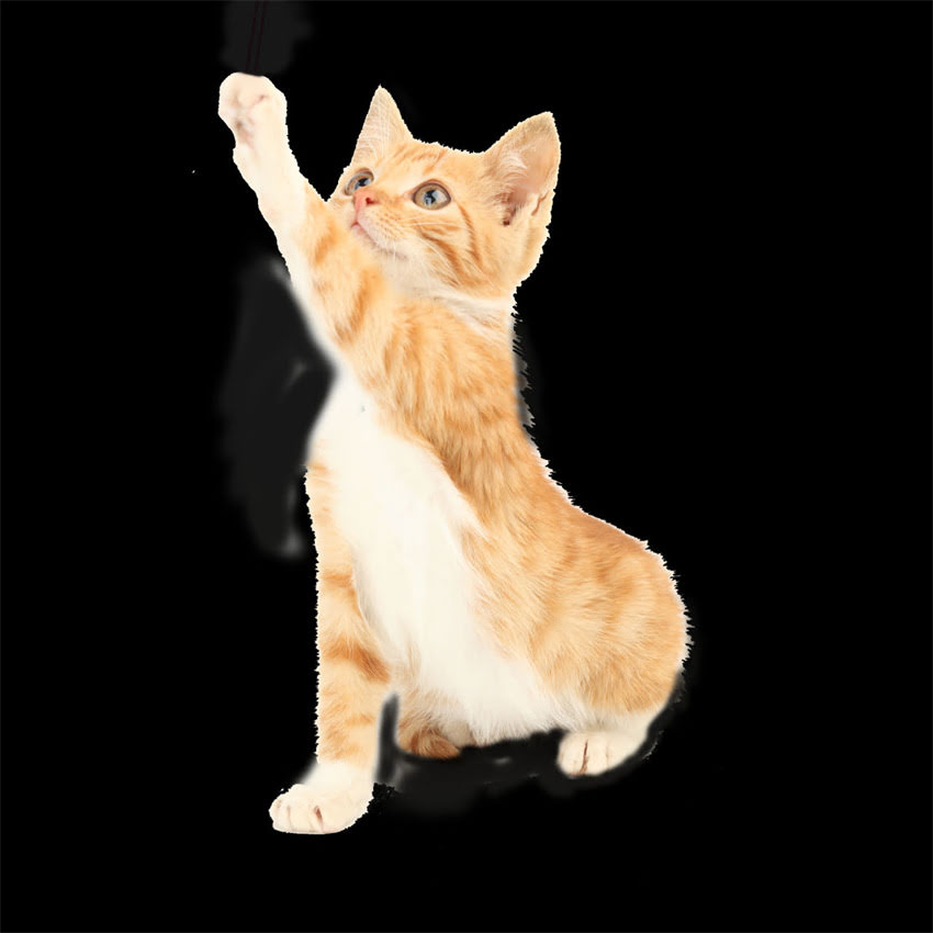 图片 阿拉斯加犬急促呼吸的识别与应对指南：专业兽医犬只呼吸异常的五大核心问题.jpg