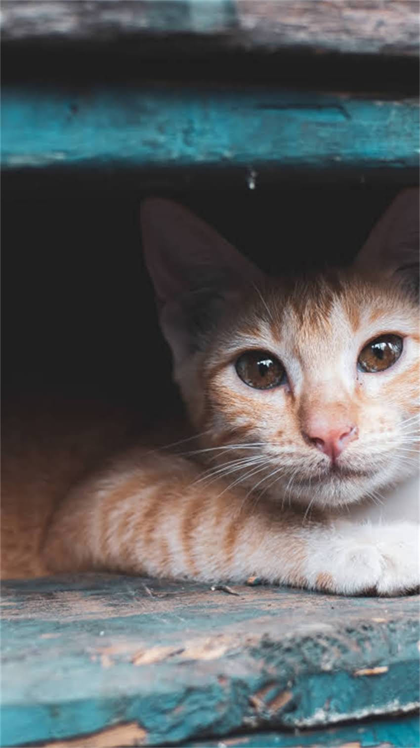 图片 阿拉斯加犬急促呼吸的识别与应对指南：专业兽医犬只呼吸异常的五大核心问题1.jpg