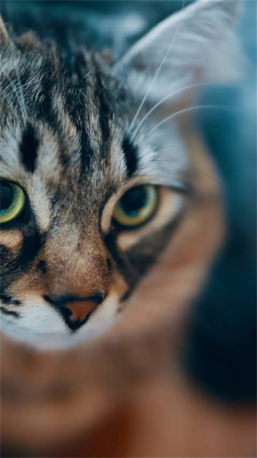 图片 阿拉斯加犬总是叫个不停？3大高频原因及专业训练指南（附案例）.jpg