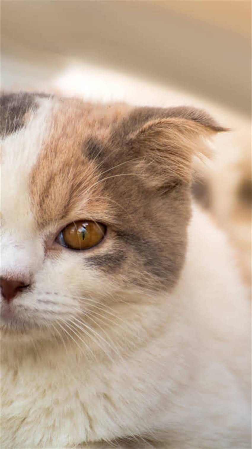 图片 阿拉斯加犬总是叫个不停？3大高频原因及专业训练指南（附案例）1.jpg