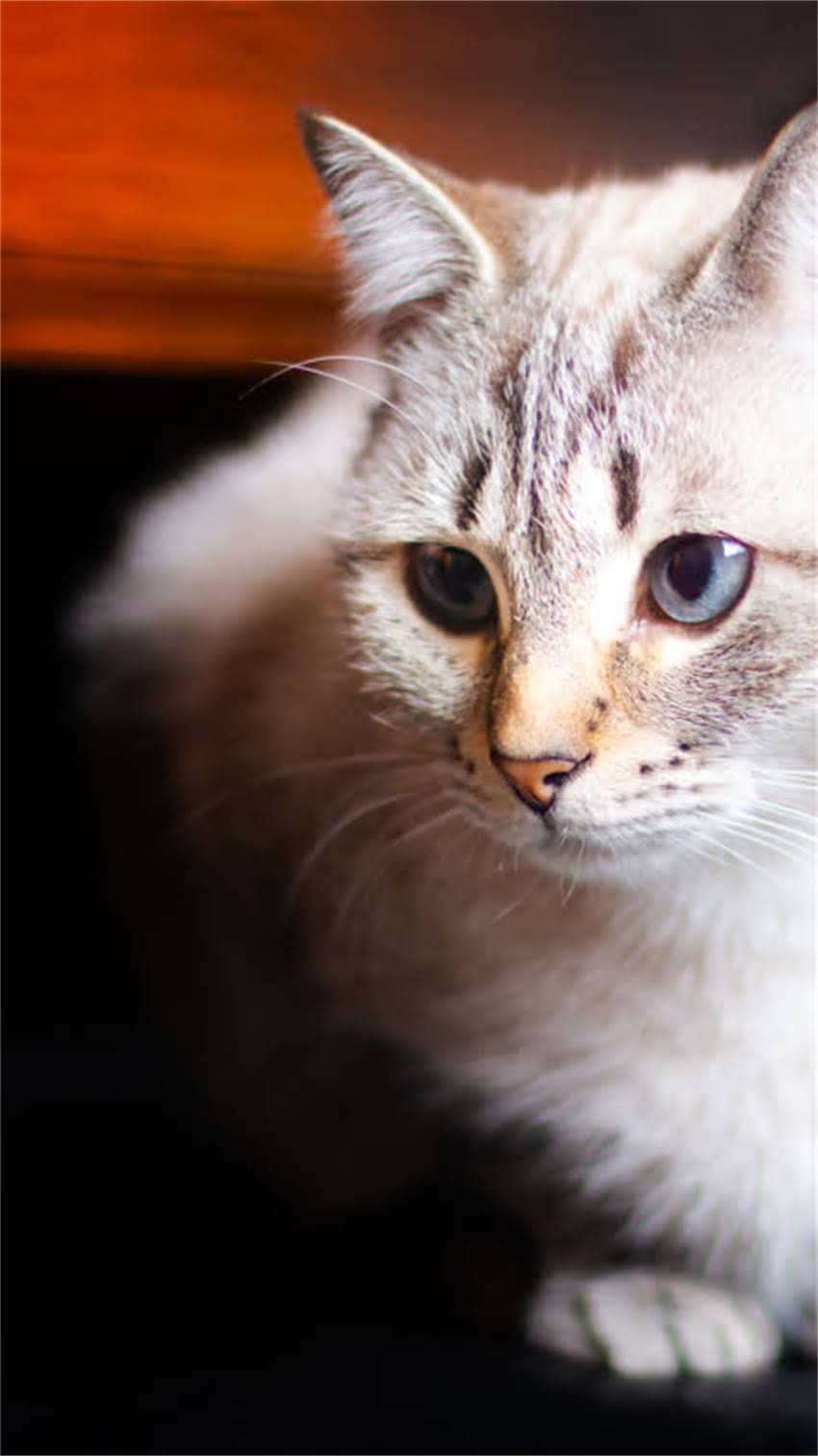 图片 阿拉斯加犬感冒伴随腹泻怎么办？5大症状与科学护理指南.jpg